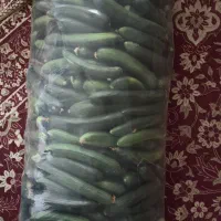 خیار