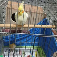 عروس هلندی نر و ماده هست سه تا کوچیک جوجه  هست