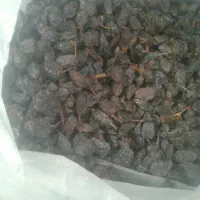 مویز