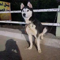 سگ نر