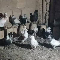 کبوتر