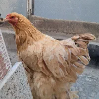 جوجه ایام سمانی و مرغ برهما بوف و طاقچه گلپایگان