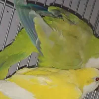 خریدوفروش طوطی راهب