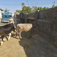 گوساله سیمینتال درجه یک