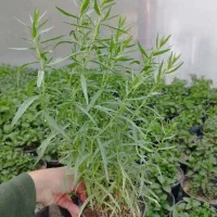 ترخون گلدانی سایز ۱۲