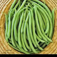 لوبیا سبز نازه