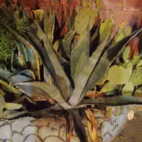 گل آگاوو