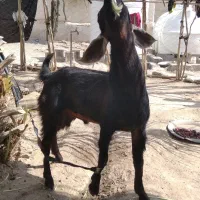 گوسفند|حیوانات مزرعه|فنوج, |دیوار