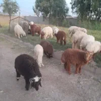 بره چاق وپرگوشت