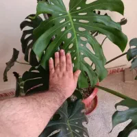 گل برگ انجیری مانسترا