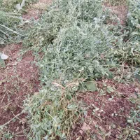 یونجه|گل و گیاه طبیعی|شوشتر, |دیوار