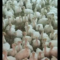 جوجه بوقلمون سفید
