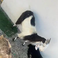 گوسفند بره ماده