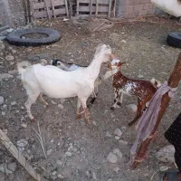 فروش بز با دو کهره