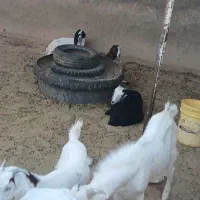 بز گوش بلند دوقلو زا