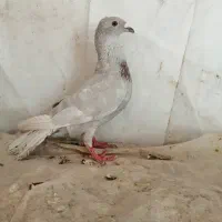 کبوتر