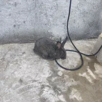 خرگوش