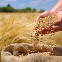فروش گندم شکسته ( هورش )