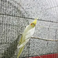 عروس هلندی ماده مولد