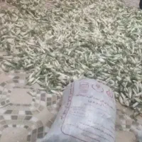 خرید فروش پیچک و وز