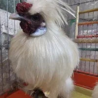 خروس ابریشم