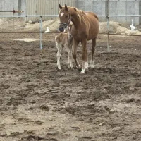 مادیان عرب دوسر به قیمت