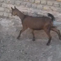بزغاله نر الپاین  قیمت مناسب