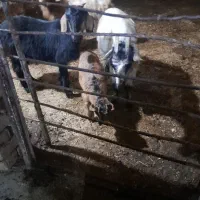 چهارعدد بز وبزقاله ۳۸ ملیون