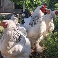 جوجه برهما لایت از مولدین وارداتی
