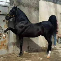 باشگاه سوار کاری .نوروزیان