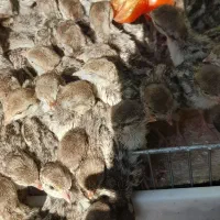 مرغ شاخدار . گوآر