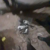 کبوتر نروماده