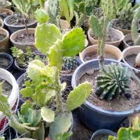 تعدادی گل بفروش میرسد