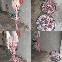 قصاب وسلاخ حرفه ای مجرب صفرتاصد