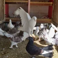 کبوتر|پرنده|شیرگاه, |دیوار