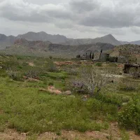 فروش ۳۰ اصله درخت انجیر واقع در آب باریک