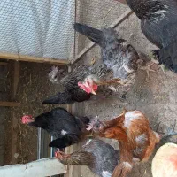 مرغ و خروس