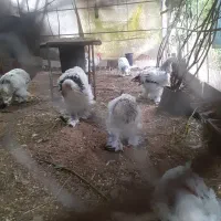 مرغ برهما