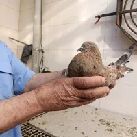 کبوتر|پرنده|چمران, |دیوار