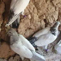 جوجه|پرنده|پیشوا, |دیوار