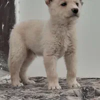 نژاد  افغان اصل