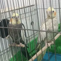 عروس هلندی