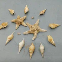 صدف و ستاره دریایی