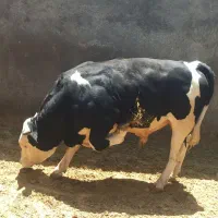 گوساله سیمینتال