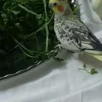 گم شدن عروس هلندی ماده