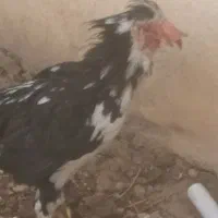 خروس گلین
