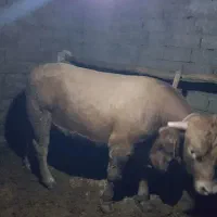 گوساله شاروله