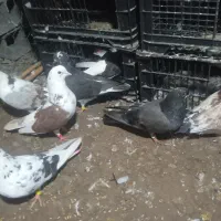 21عدد کبوتر پرشی معاوضه با خروس لاری
