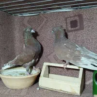 کفتر پرشی همه چیز تموم