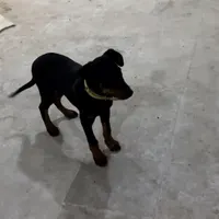 سگ باغ